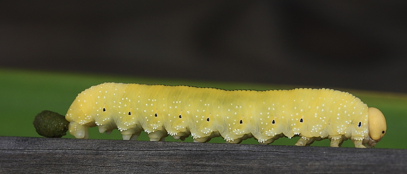 Grossa larva di imenottero Symphita